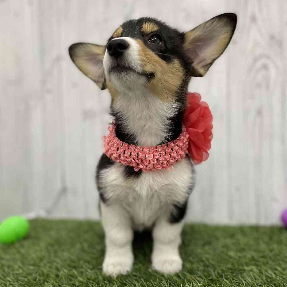 Female Pembroke Welsh Corgi Puppy for Sale in Braintree, MA