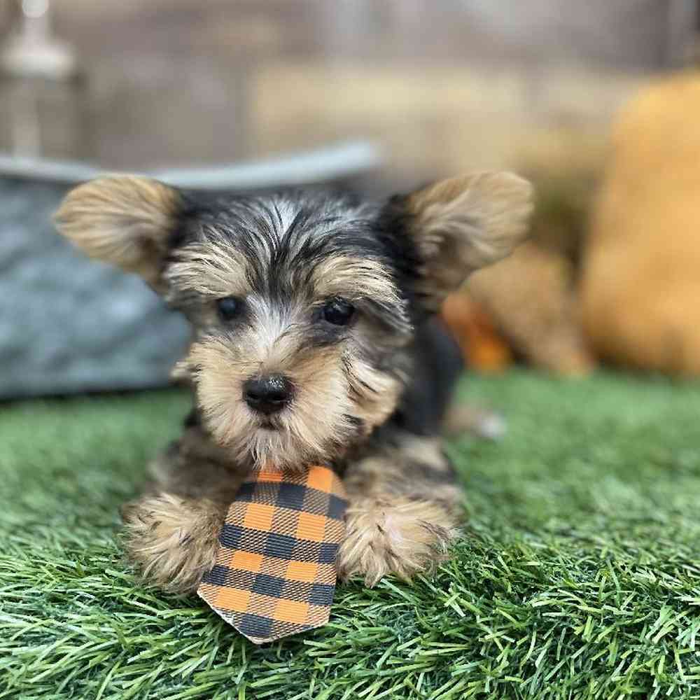 Male Yorkshire Terrier Puppy for Sale in Braintree, MA