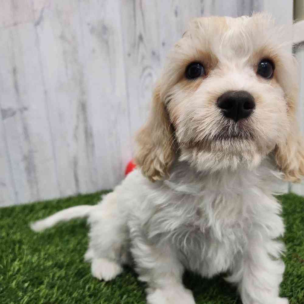 Male Cavachon Puppy for Sale in Braintree, MA
