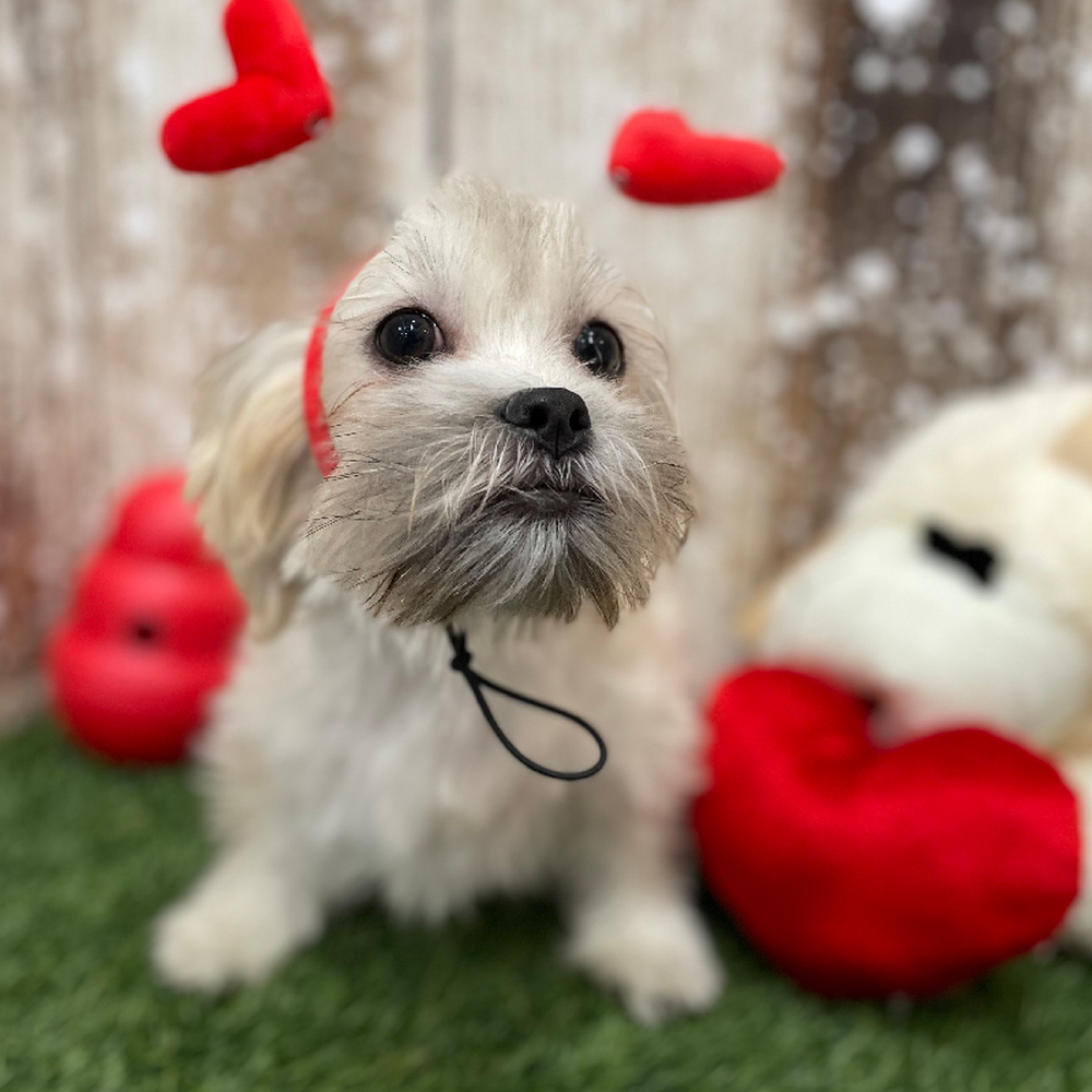 Male Malshi Puppy for Sale in Braintree, MA