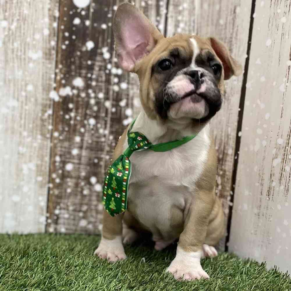Male French Bulldog Puppy for Sale in Braintree, MA