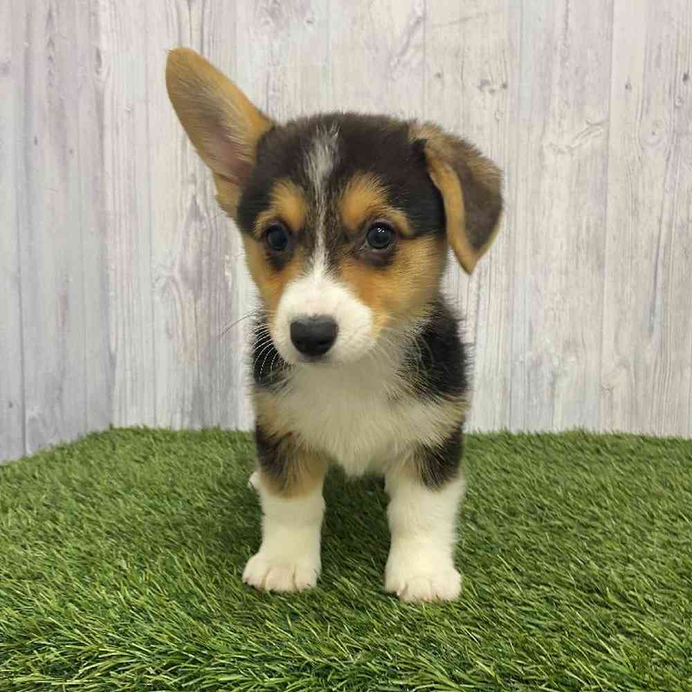 Female Pembroke Welsh Corgi Puppy for Sale in Saugus, MA