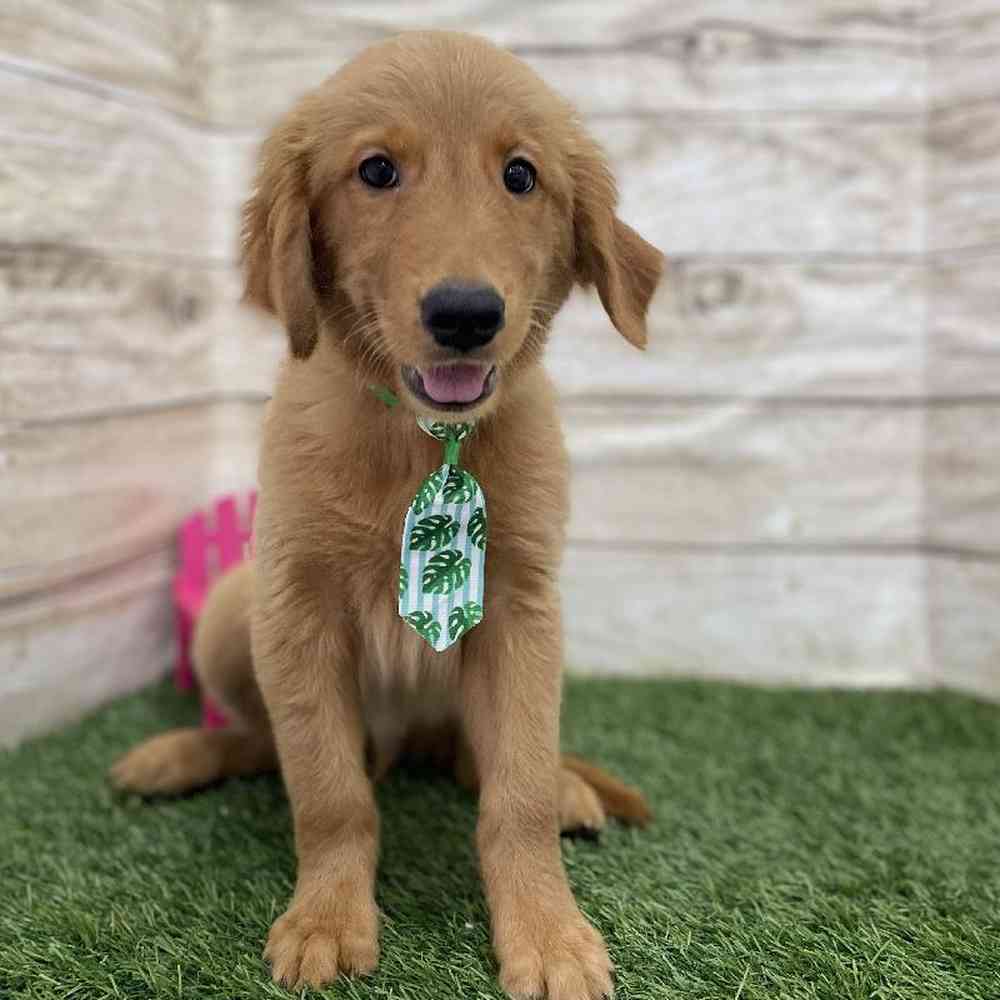 Male Golden Retriever Puppy for Sale in Braintree, MA