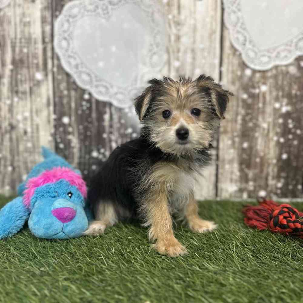 Male Morkie Puppy for Sale in Saugus, MA