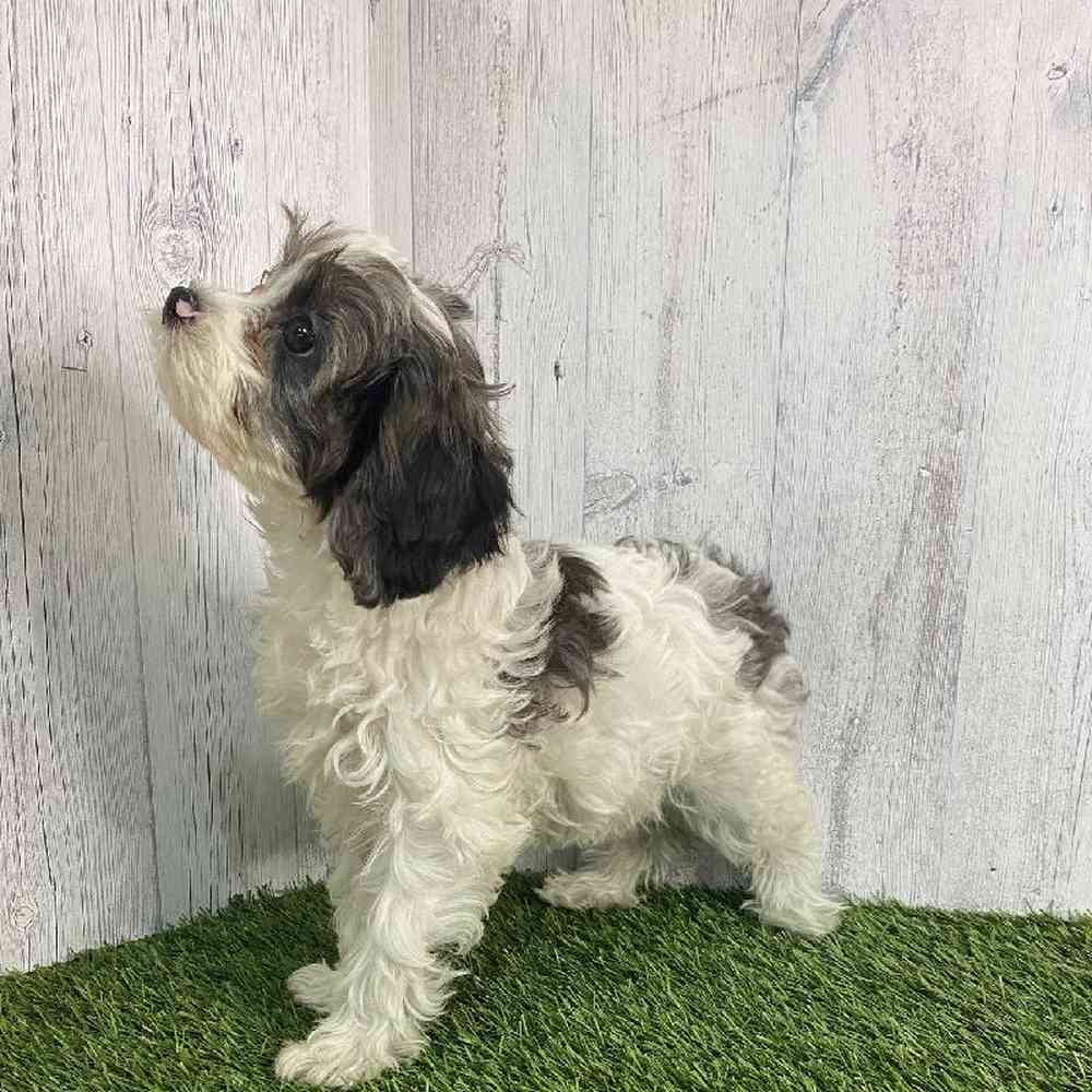 Male Cavapoo Puppy for sale