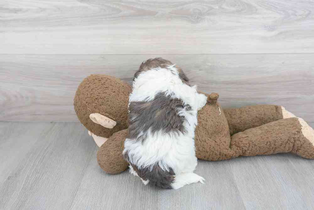 havanese-condado-417230656798965.jpg