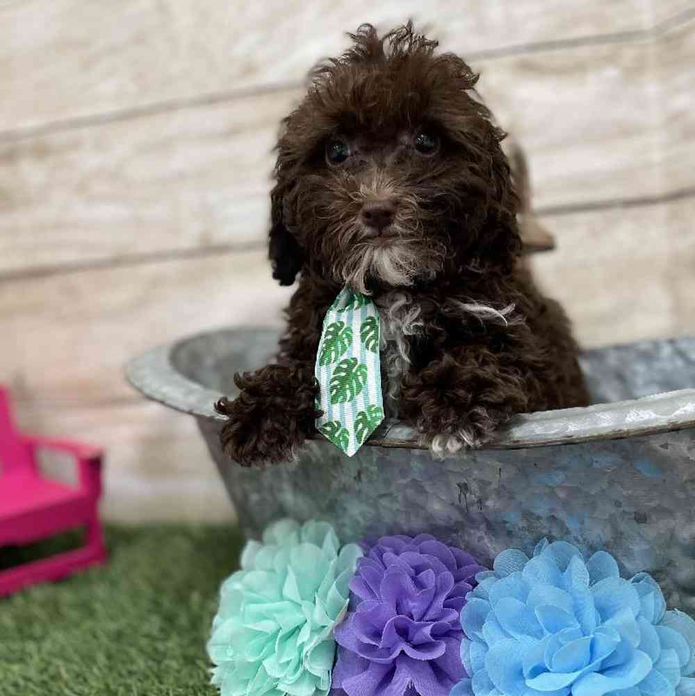 Male Cockapoo 2nd Gen Puppy for Sale in Braintree, MA