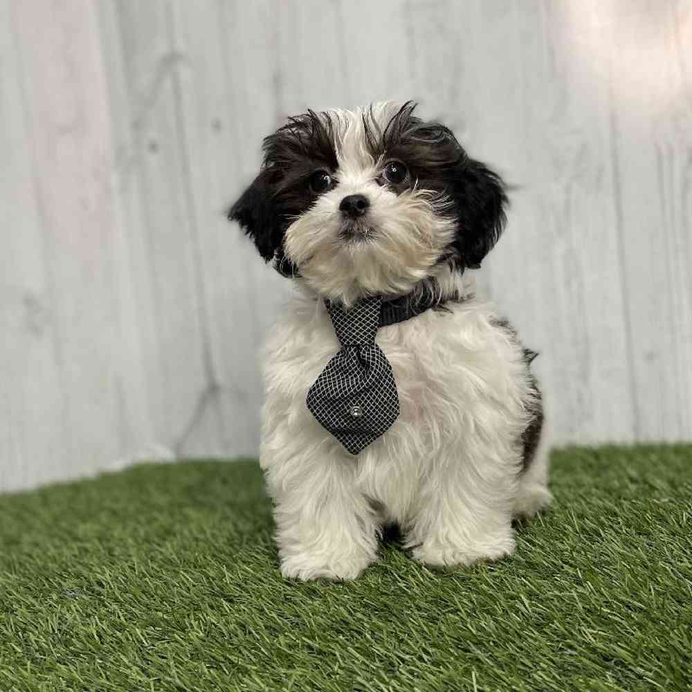 Male Shih-Poo Puppy for sale