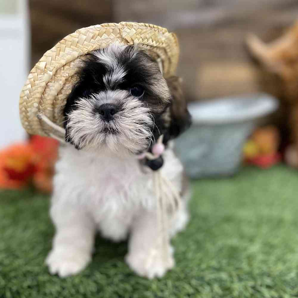 Male Shih Tzu Puppy for Sale in Braintree, MA