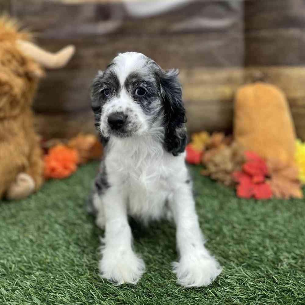 Female Cocker Spaniel Puppy for Sale in Braintree, MA
