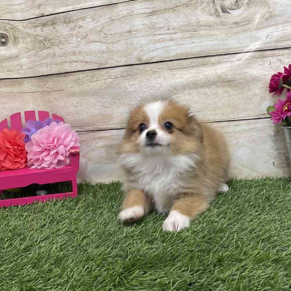 Female Aussie Pom Puppy for Sale in Braintree, MA