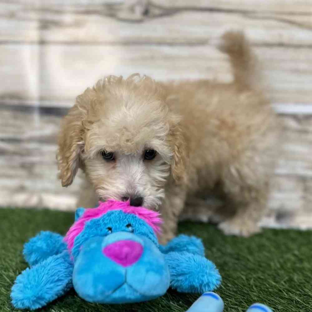 Male Cavachon Puppy for Sale in Saugus, MA