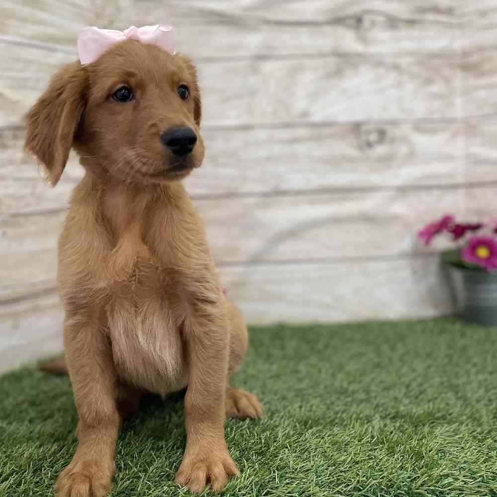 Female Golden Retriever Puppy for Sale in Braintree, MA