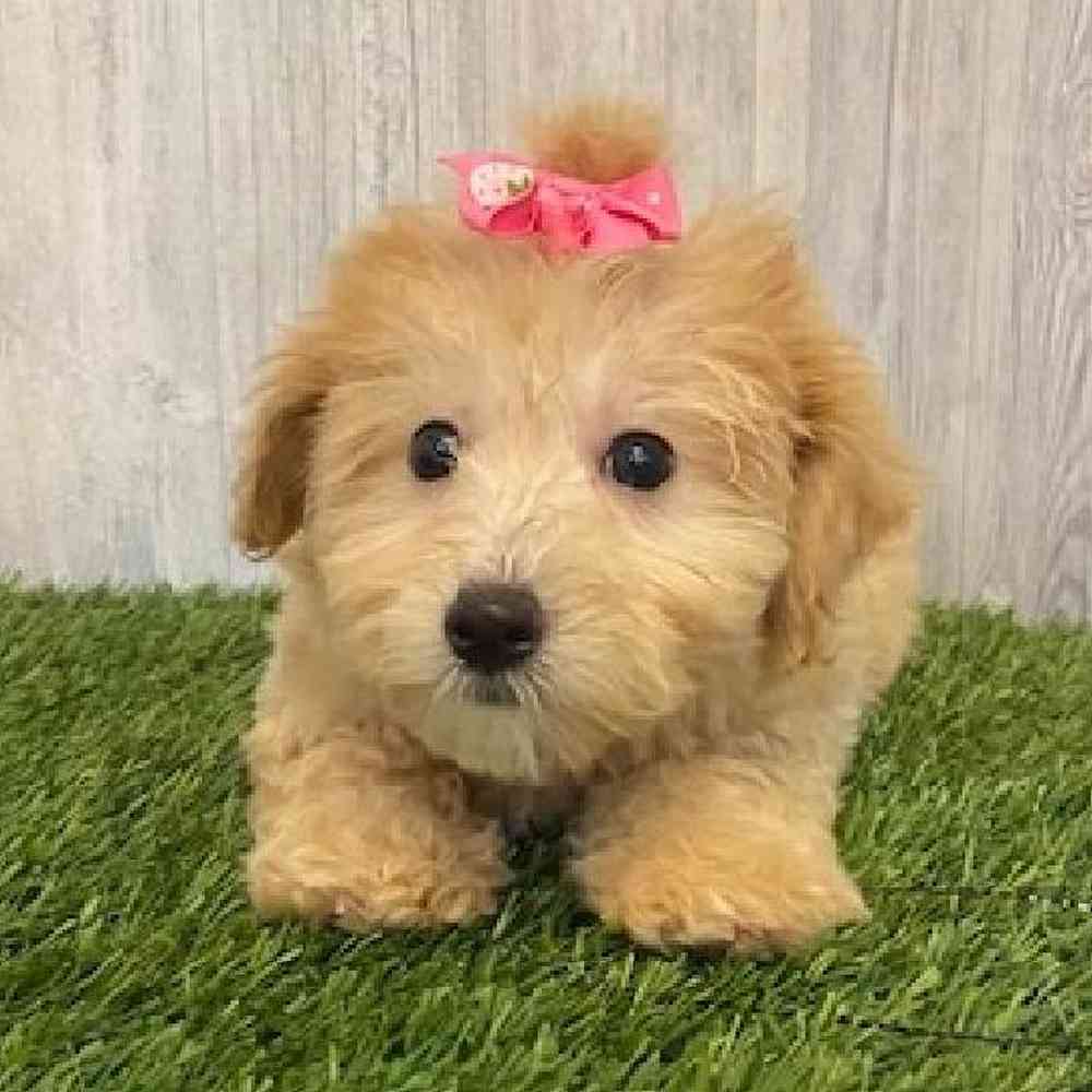 Female Malti-Poo Puppy for sale