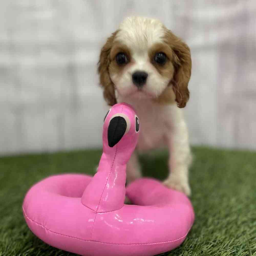 Female Cavalier King Charles Spaniel Puppy for Sale in Braintree, MA