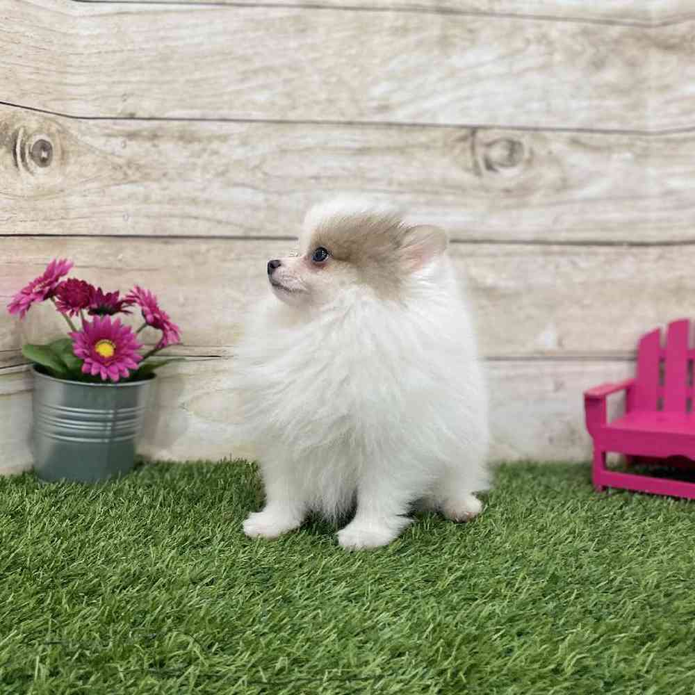 Female Pomeranian Puppy for Sale in Braintree, MA