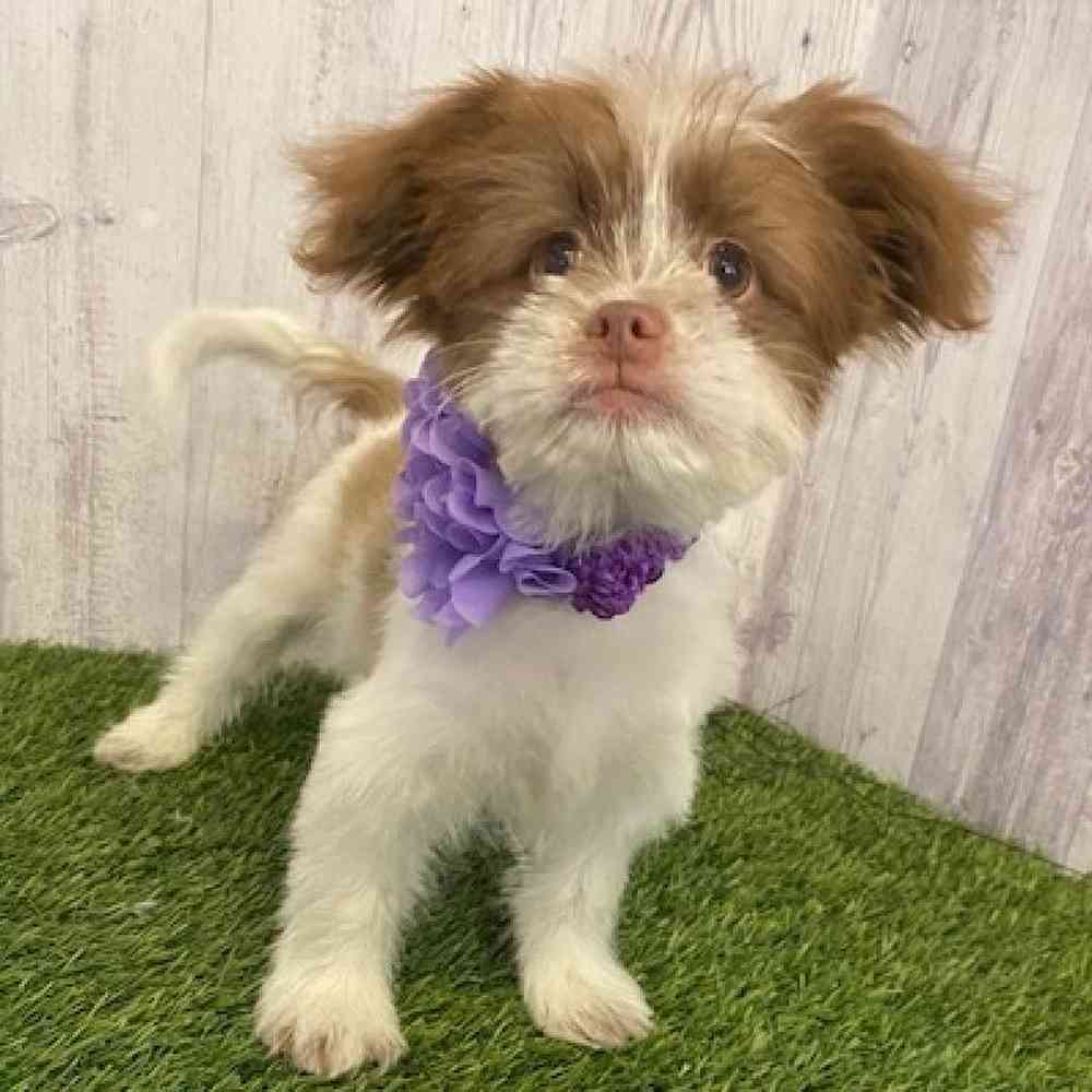 Female Shiranian Puppy for sale