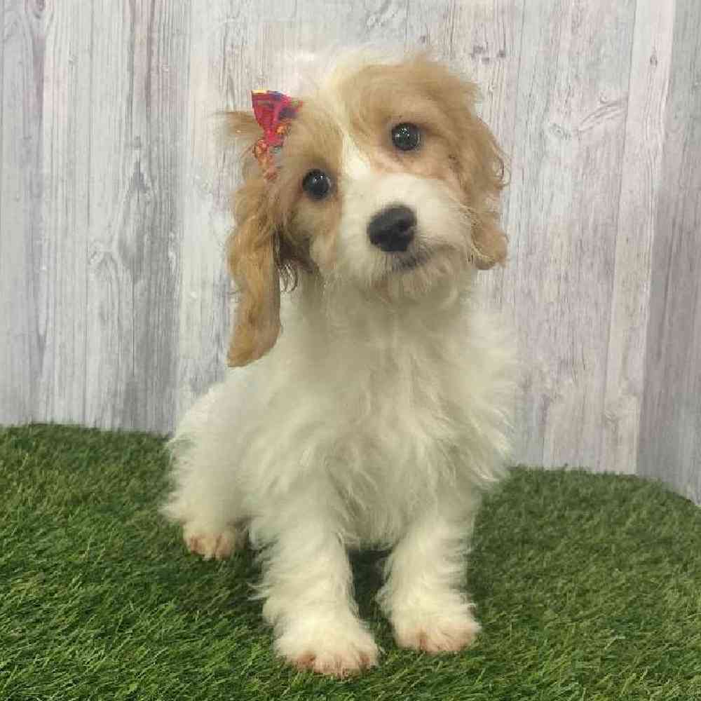Female Cockapoo Puppy for Sale in Saugus, MA