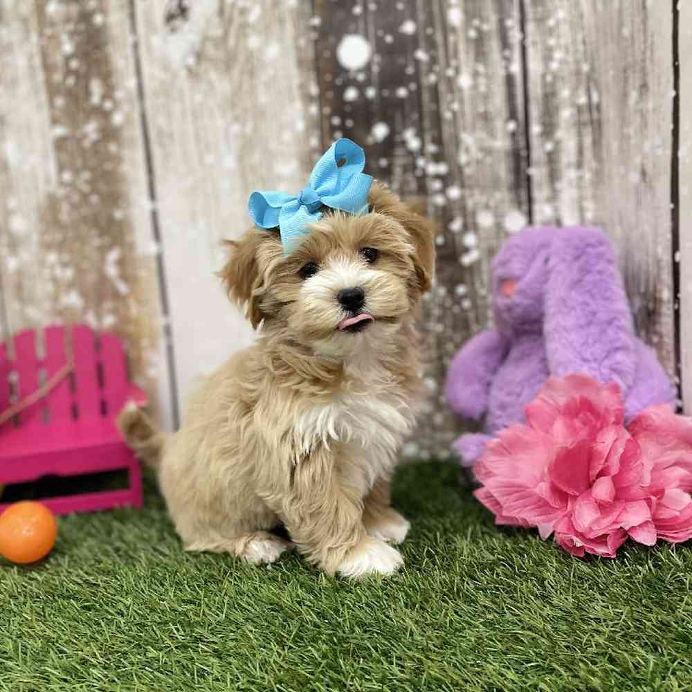 Female Lhasa-Poo Puppy for Sale in Braintree, MA