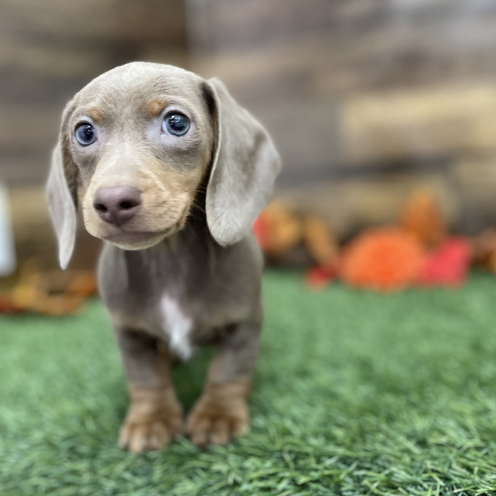 Male Dachshund Puppy for Sale in Braintree, MA