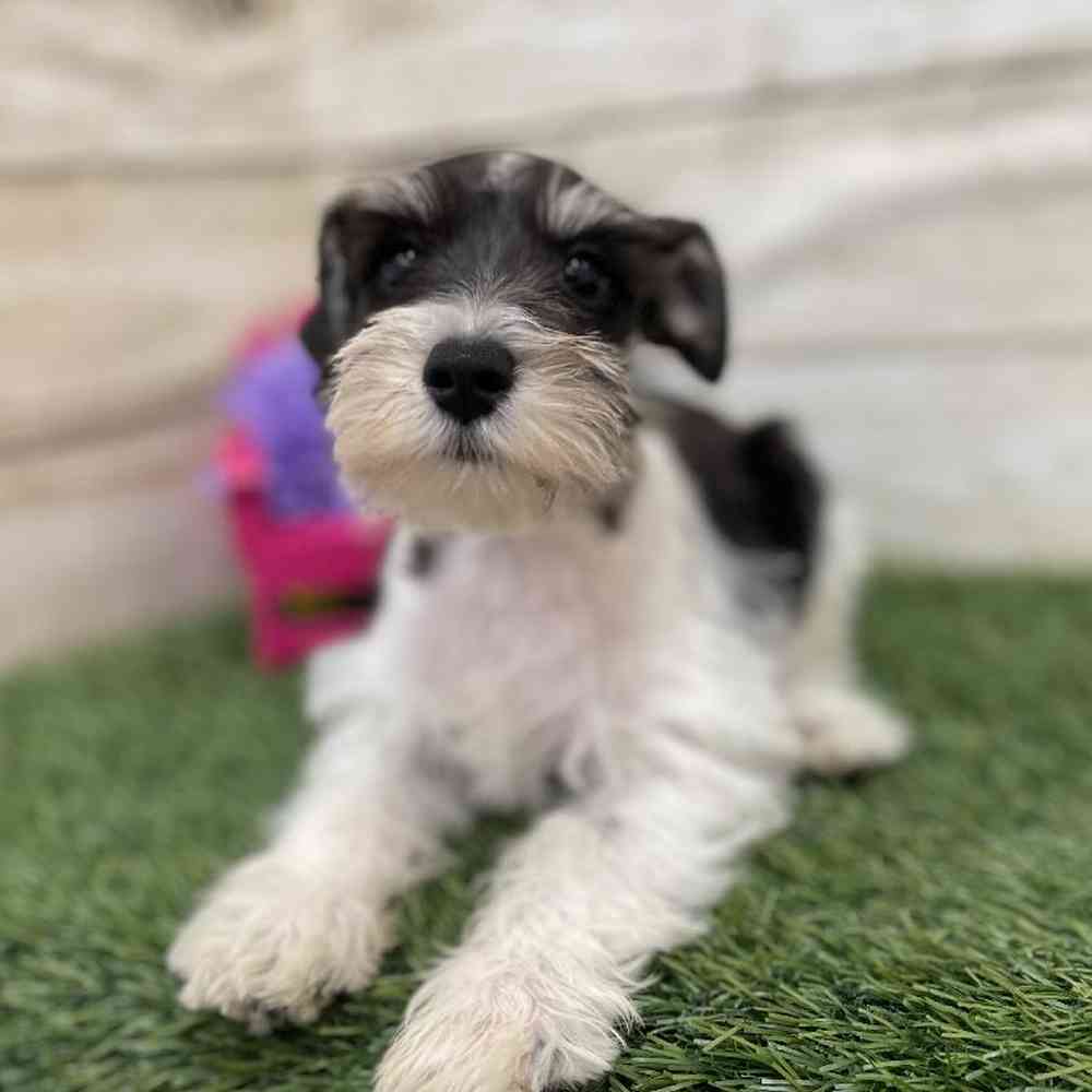 Male Miniature Schnauzer Puppy for Sale in Braintree, MA