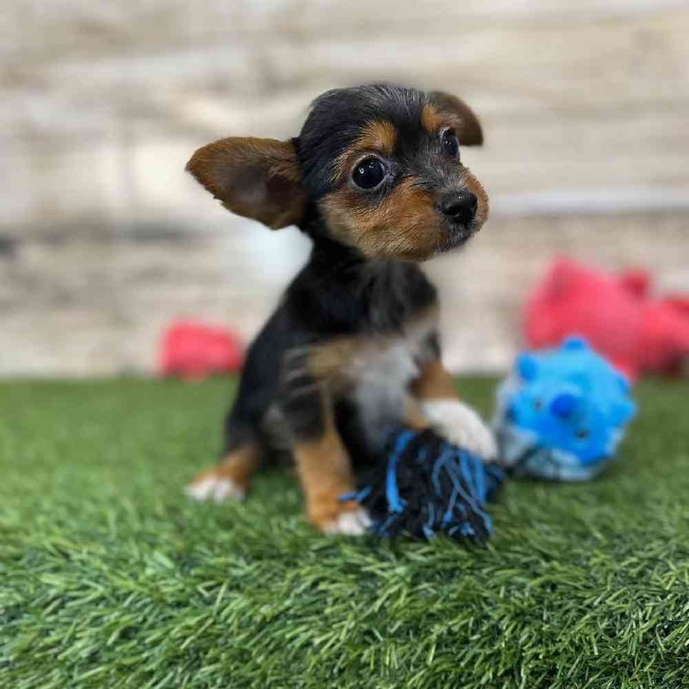 Male Chorkie Puppy for Sale in Saugus, MA