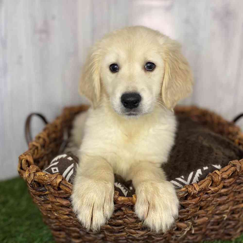 Female Golden Retriever Puppy for Sale in Saugus, MA