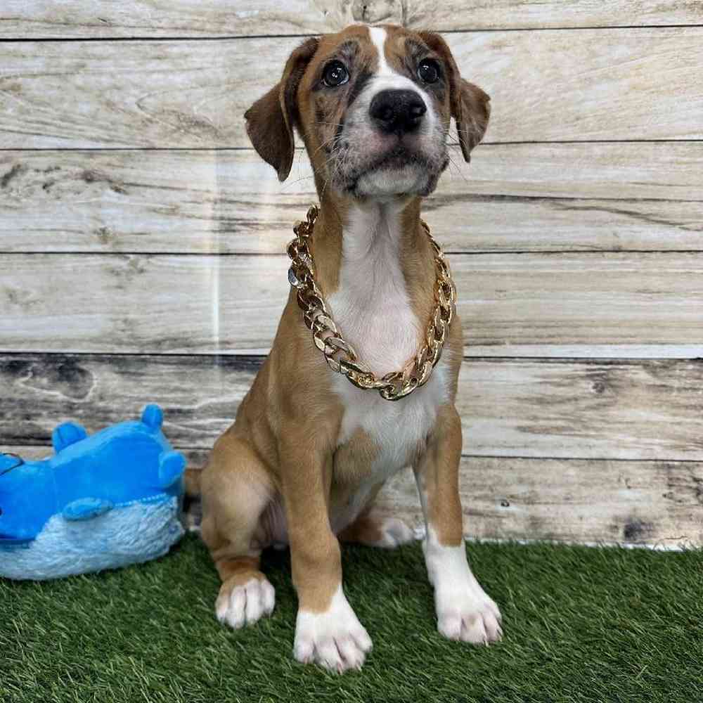 Male Australian Boxherd Puppy for Sale in Saugus, MA