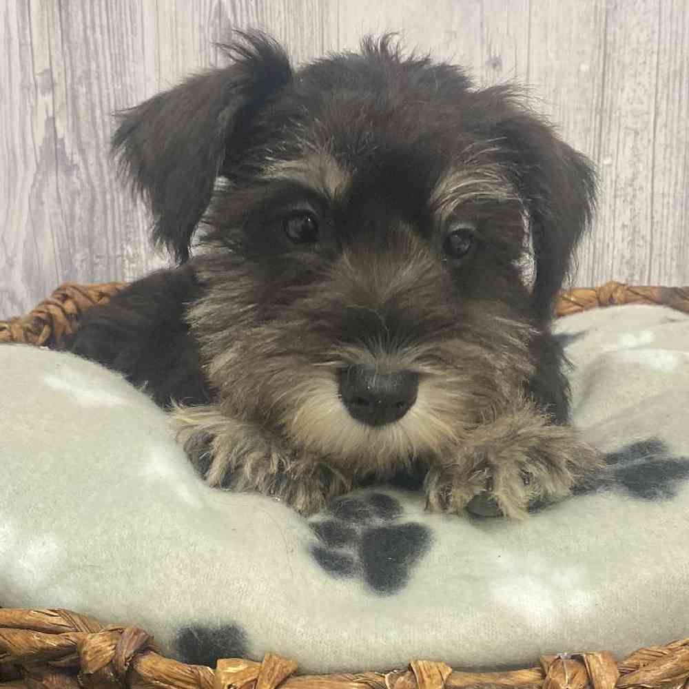 Male Miniature Schnauzer Puppy for Sale in Saugus, MA
