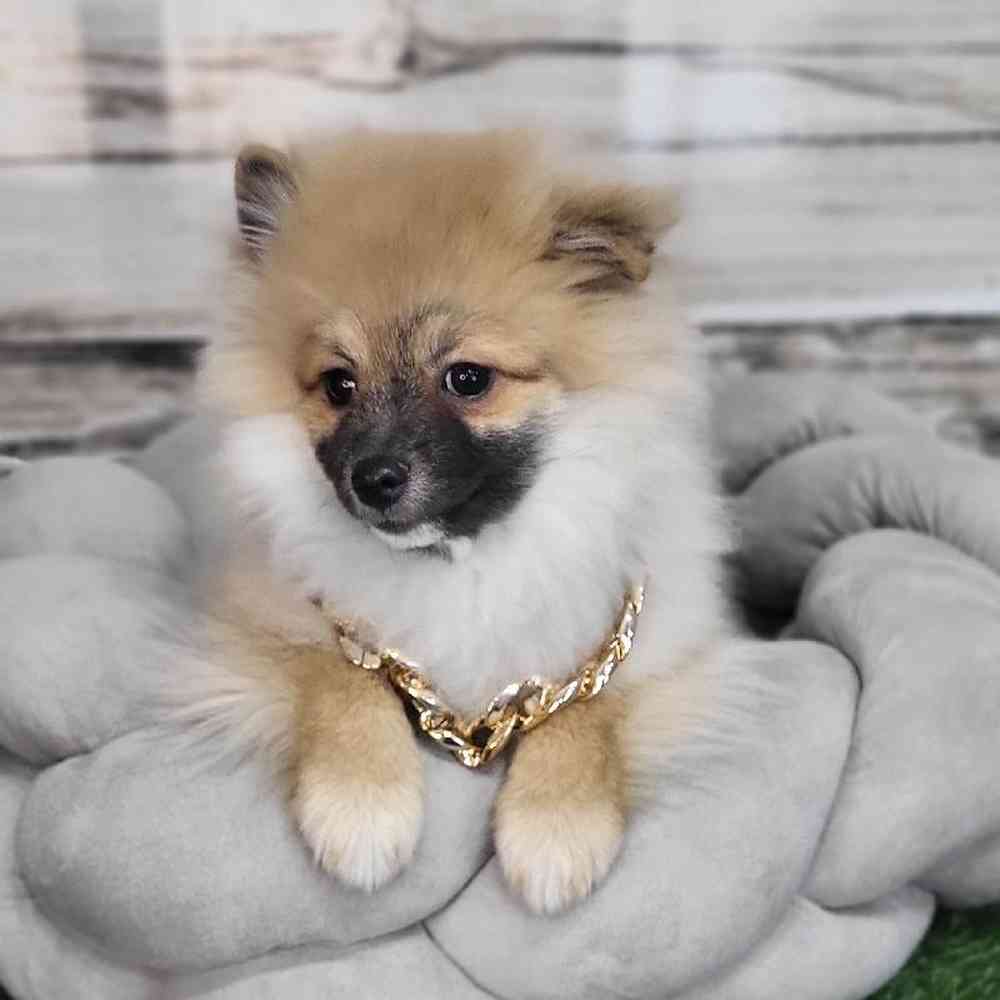 Male Pomeranian Puppy for Sale in Saugus, MA