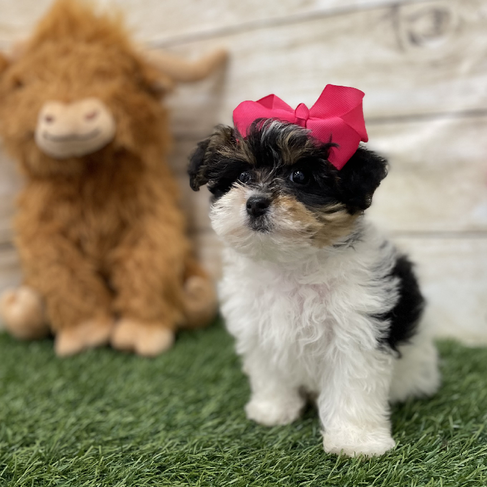 Female Yorkie-Poo Puppy for Sale in Braintree, MA