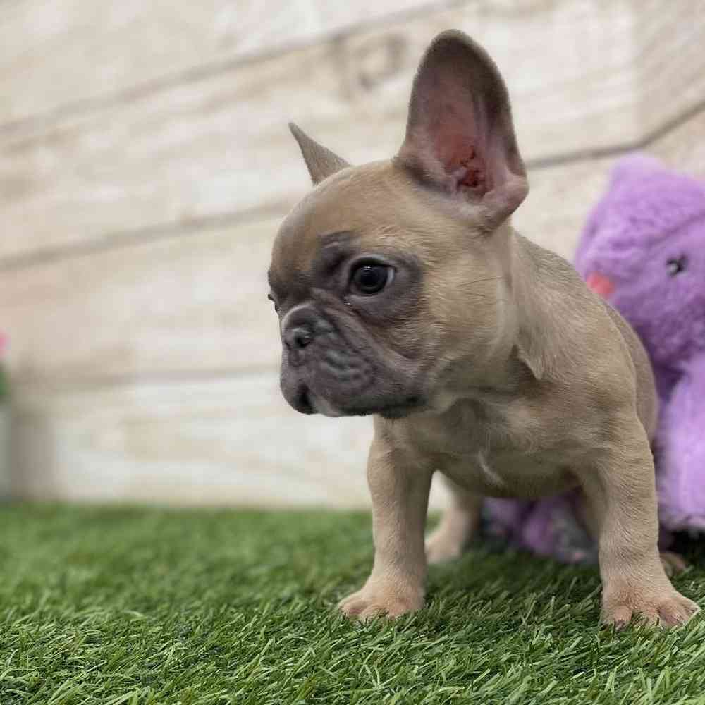 Female French Bulldog Puppy for Sale in Braintree, MA