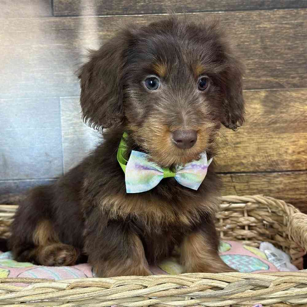 Male Dachshund Puppy for Sale in Saugus, MA