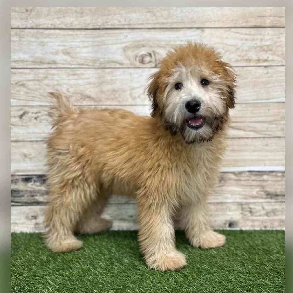 Female Soft Coated Wheaten Terrier Puppy for Sale in Saugus, MA