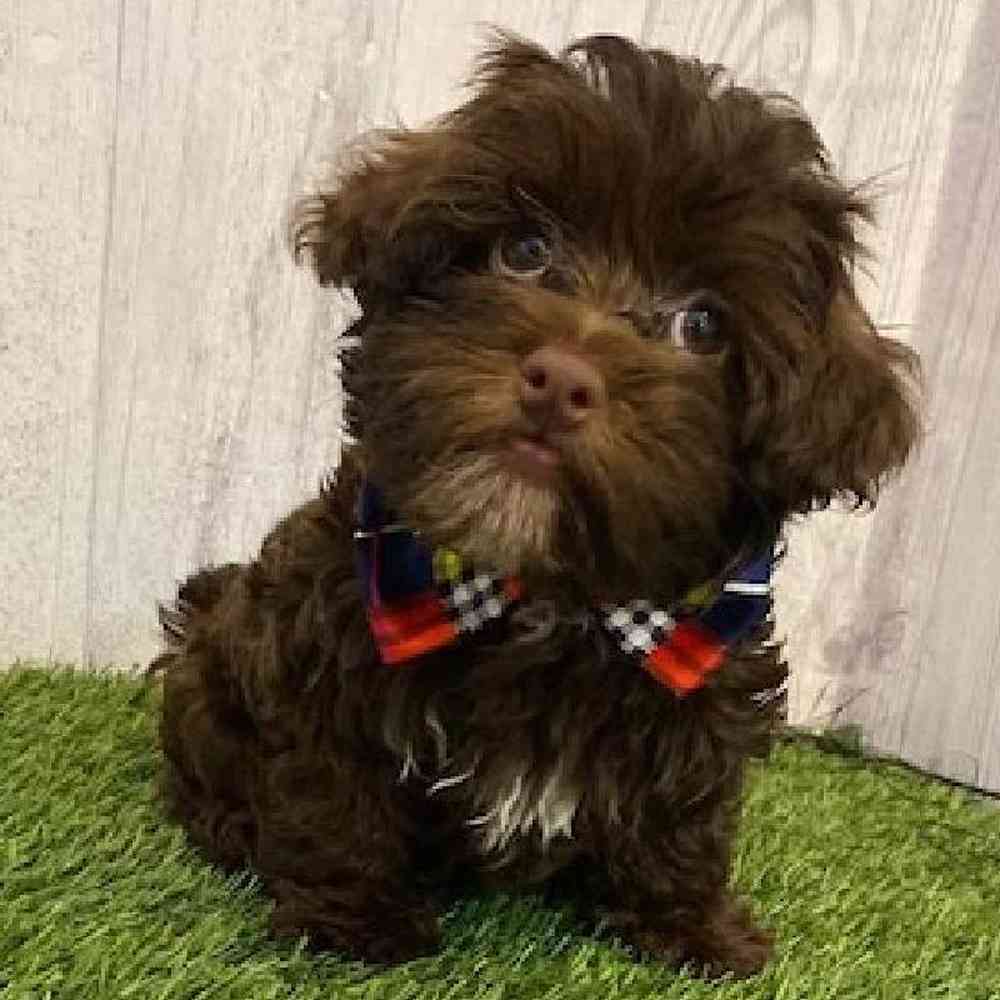 Male Havanese Puppy for sale