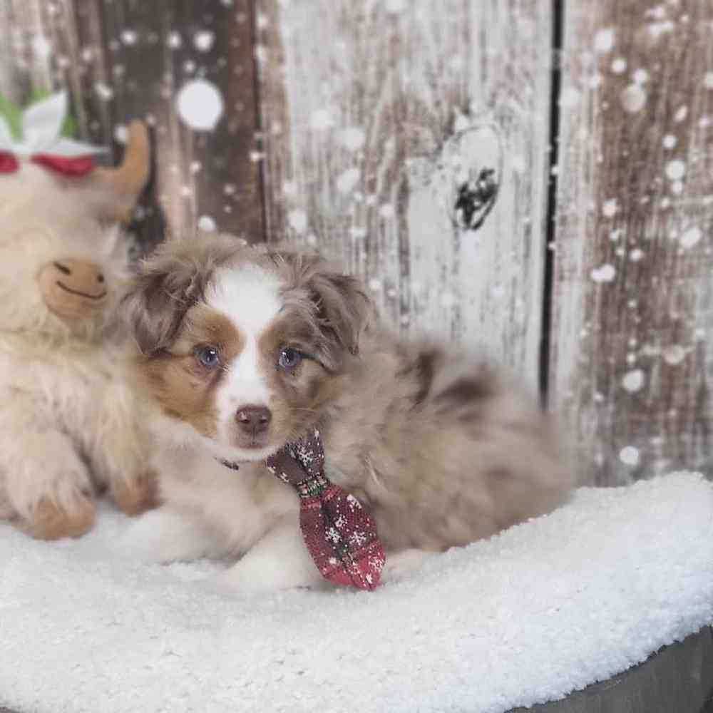Male Australian Shepherd Puppy for Sale in Saugus, MA