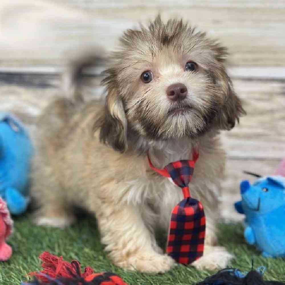 Male Havanese Puppy for Sale in Saugus, MA