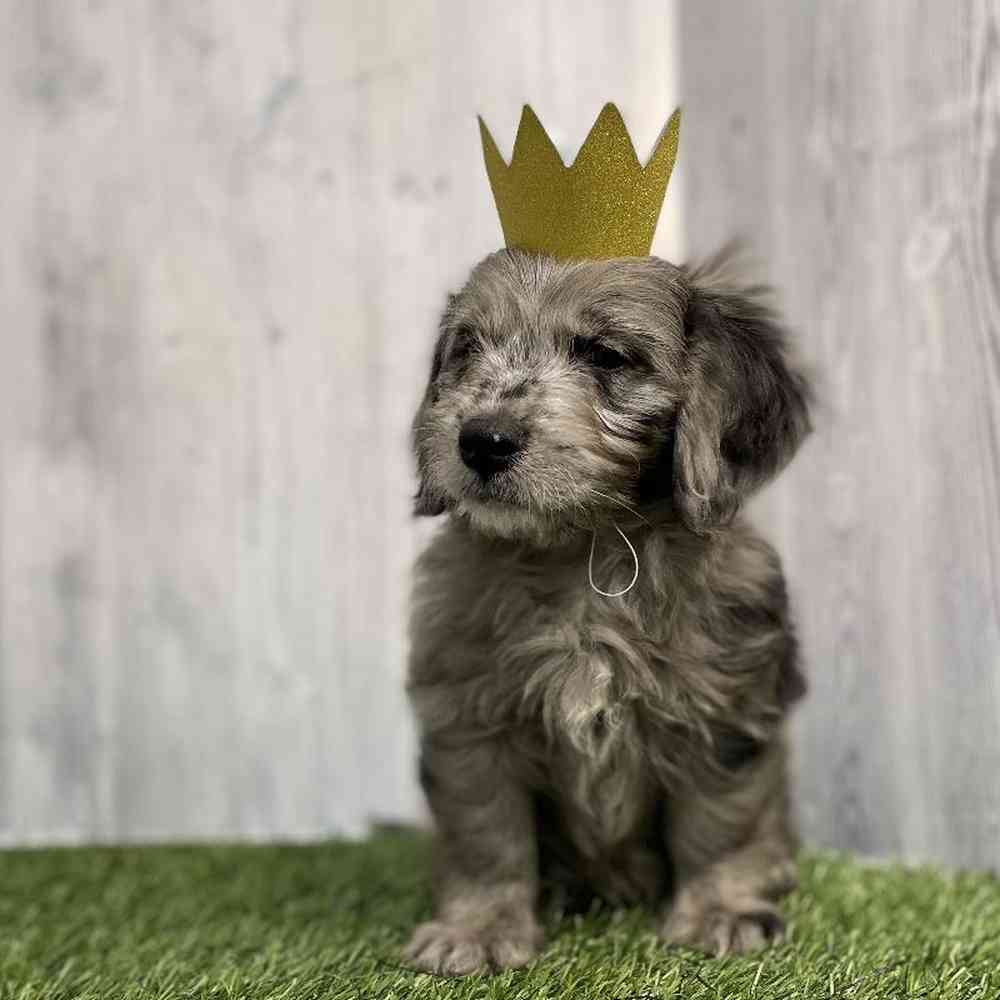 Male Mini Goldendoodle Puppy for sale