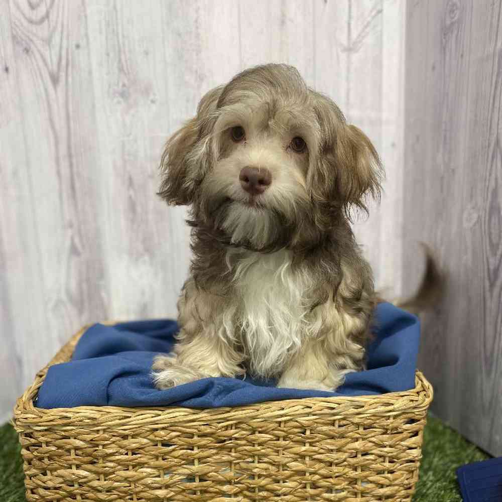 Male Havanese Puppy for Sale in Saugus, MA
