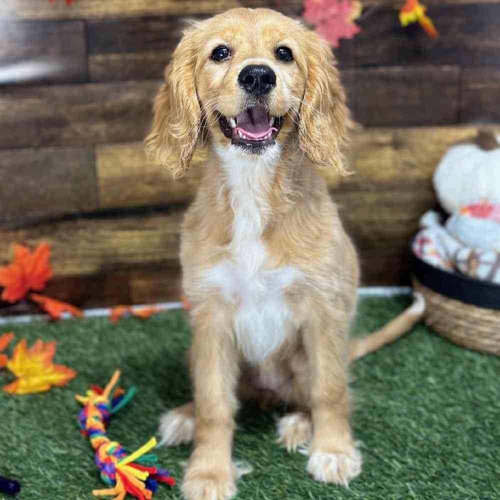 Female Golden Cocker Retriever Puppy for Sale in Saugus, MA