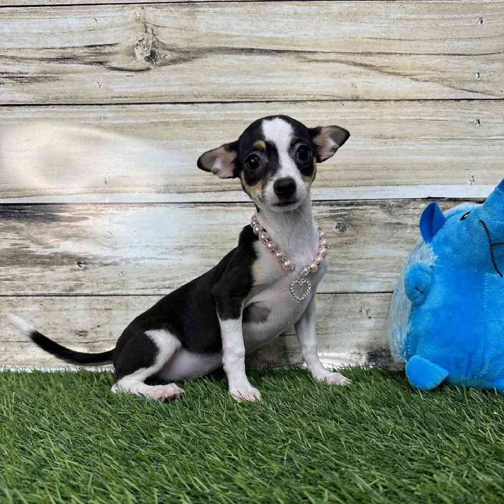 Female Chihuahua Puppy for Sale in Saugus, MA