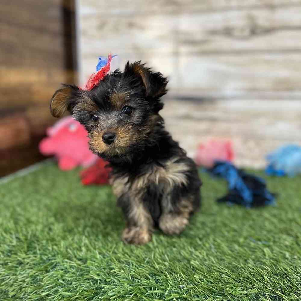 Female Yorkshire Terrier Puppy for Sale in Saugus, MA