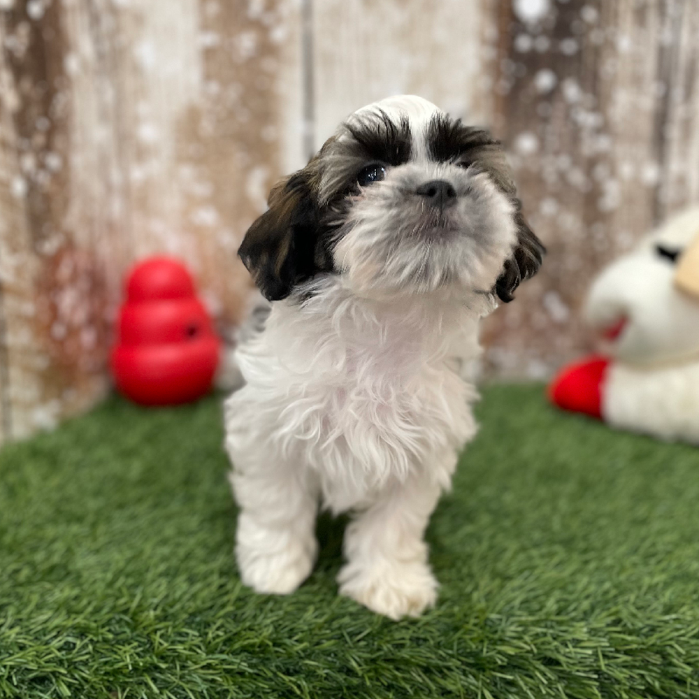 Male Teddy Bear (Zuchon) 2nd Gen Puppy for Sale in Braintree, MA