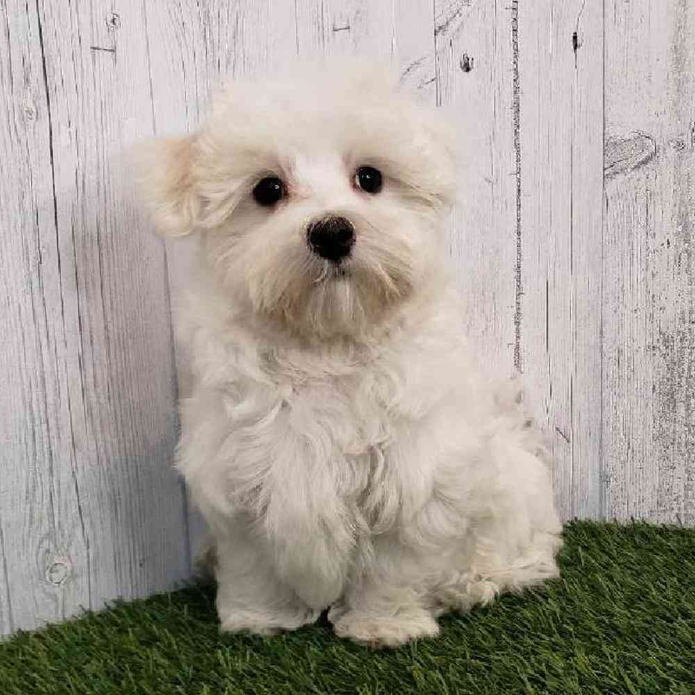 Male Maltese Puppy for sale