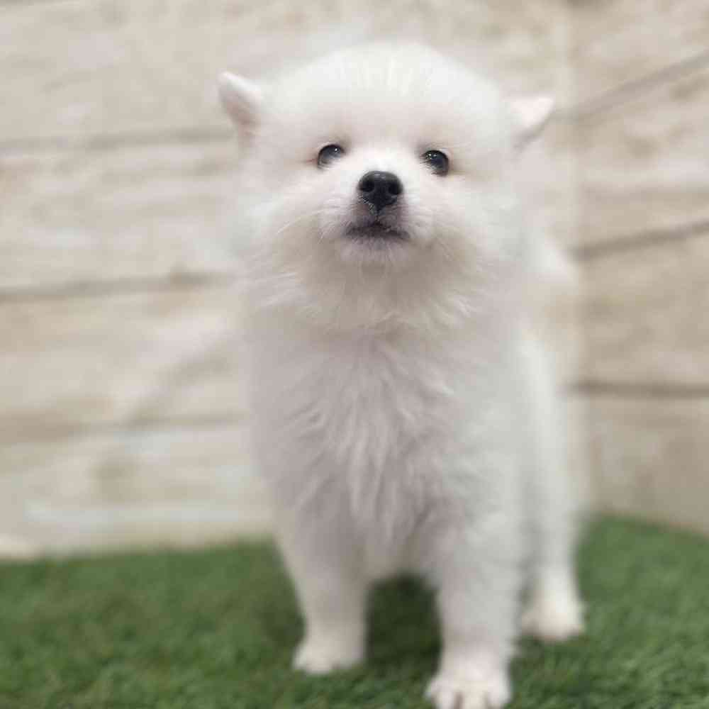 Male American Eskimo Puppy for Sale in Braintree, MA