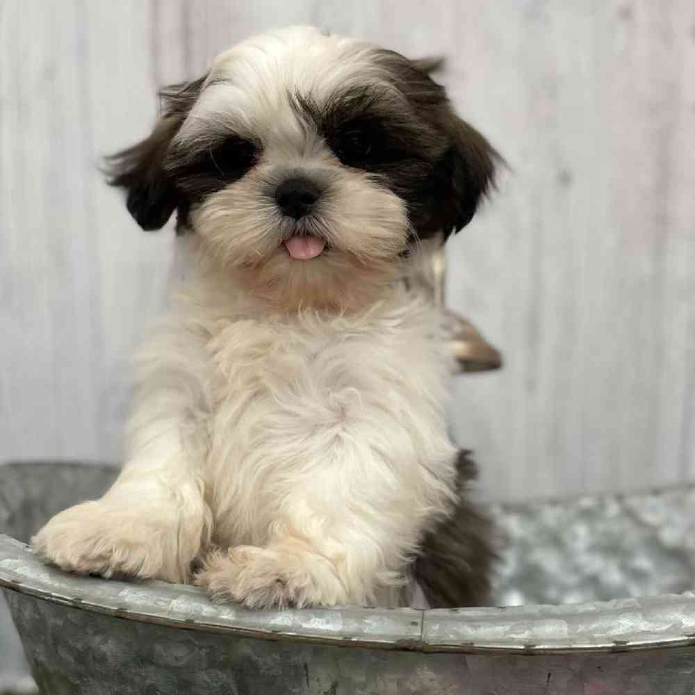 Female Shih Tzu Puppy for Sale in Braintree, MA