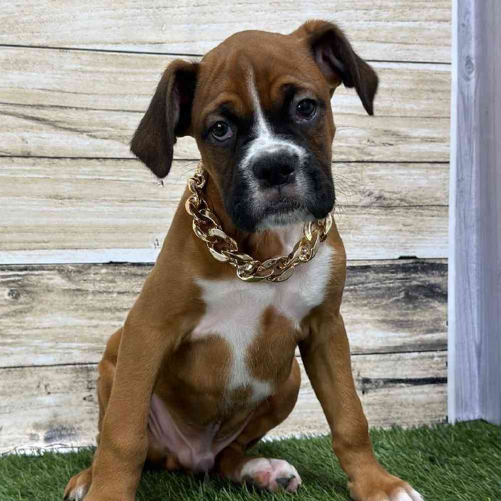 Male Boxer Puppy for Sale in Saugus, MA