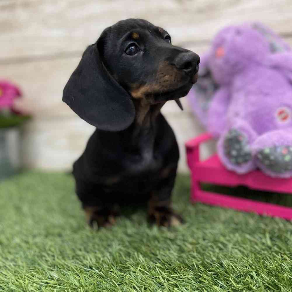 Male Dachshund Puppy for Sale in Braintree, MA