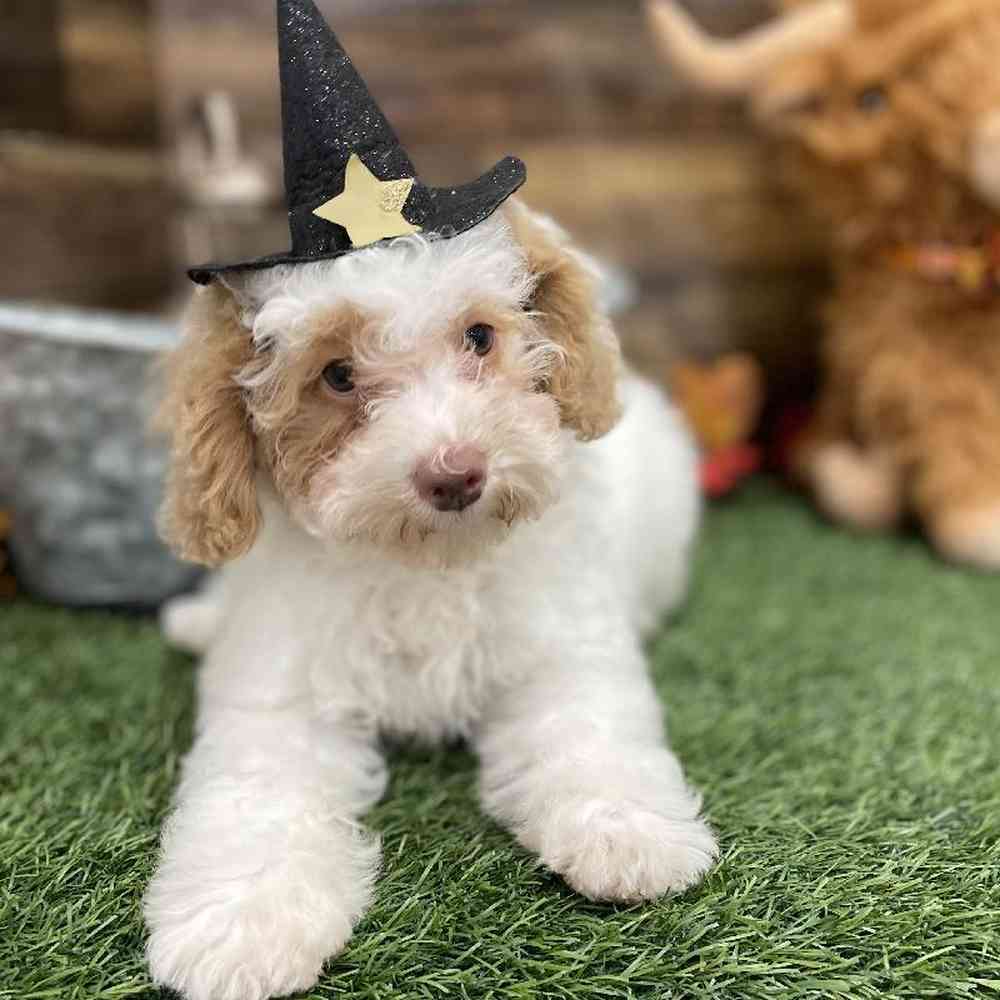 Female Mini NewfyPoo Puppy for Sale in Braintree, MA