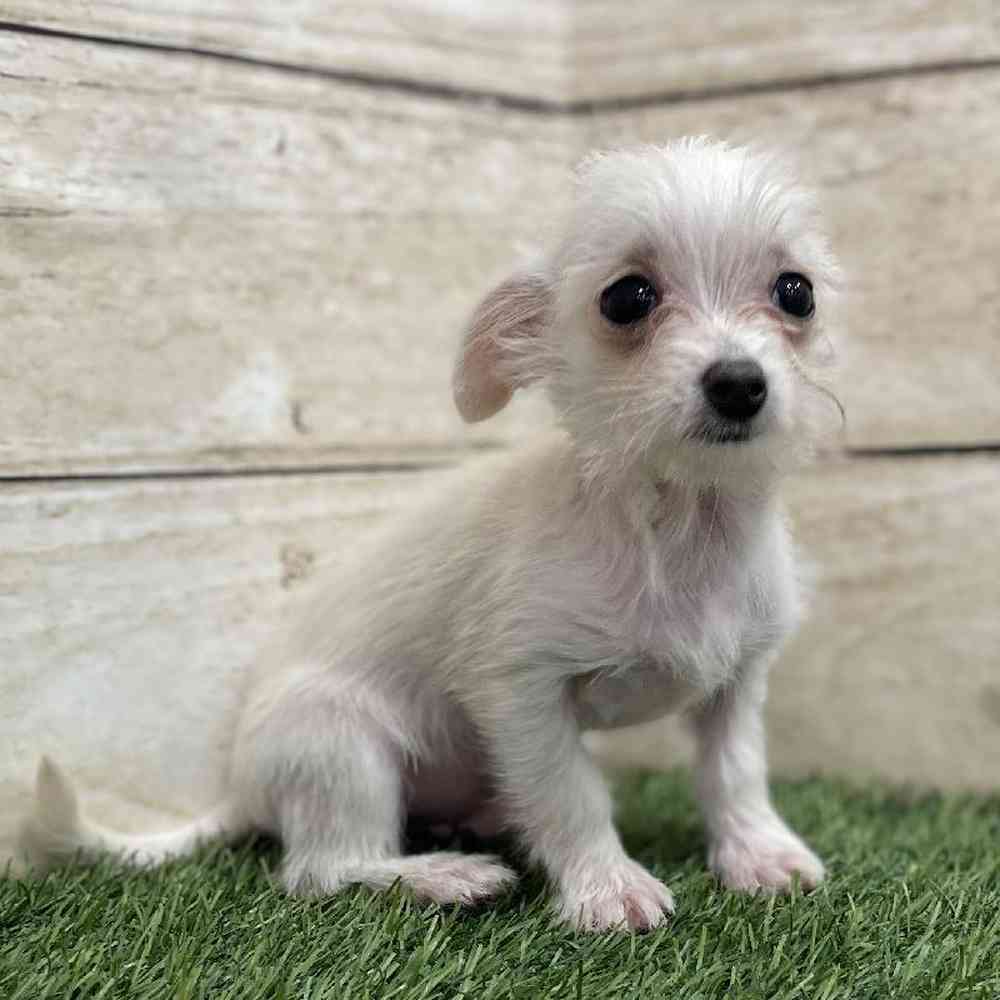 Male Chihuahua Puppy for Sale in Braintree, MA